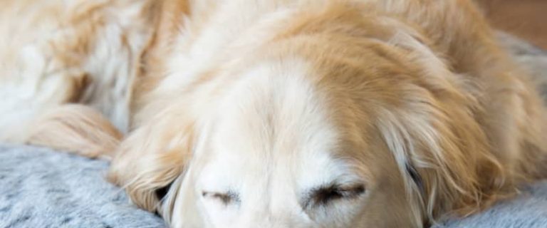 Yes, there really is a difference between orthopedic vs. memory foam dog beds. Read on to learn what it is, plus check out our favorites from each category!