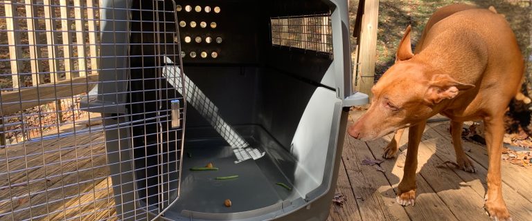 Ignore the green beans and chicken nuggets. I was trying to entice Freya into the crate.