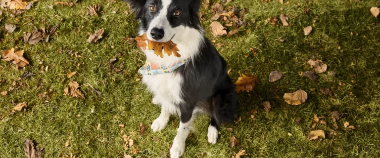 PetSmart Fall Savings Event