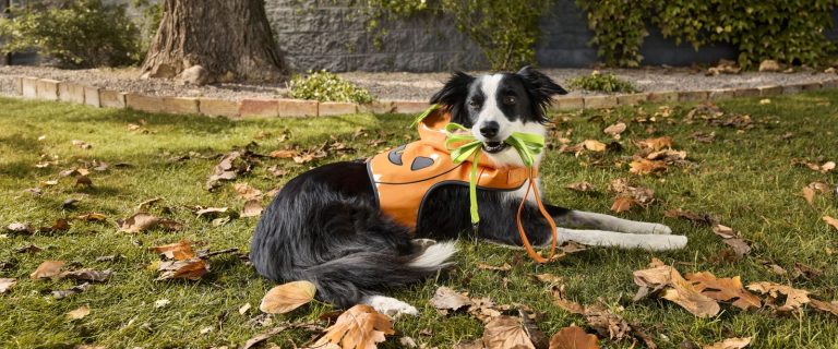 Get Your Pet Ready for Halloween With PetSmart