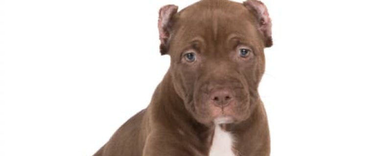 Let's show a little pitbull puppy love today with some of our favorite quotes about pitbulls to demonstrate the beauty and sweetness of the breed!