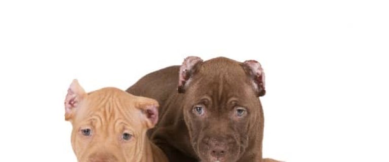 These pitbull puppy obedience training videos aren't just a great way to learn how to train your pit, they're such a joy to watch! Which is your favorite?