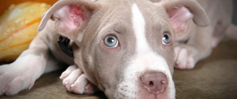 New Pitbull puppy? Start here! Get expert training tips for raising a happy, obedient dog from day one.