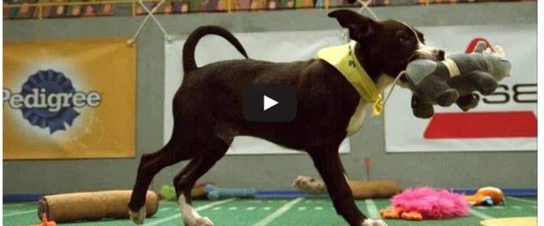 Check out Animal Planet's video of the final touchdown in the thrilling Puppy Bowl 2015!