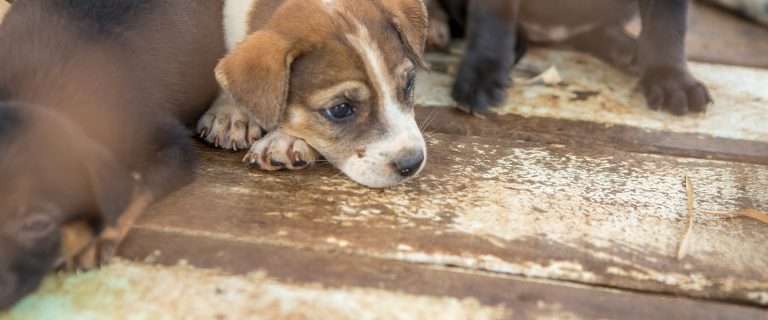 Puppy Mill Regulations