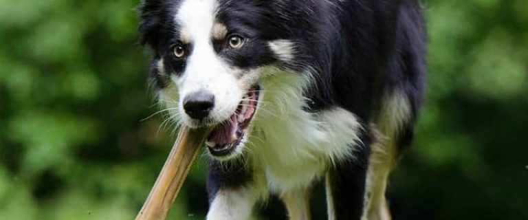 Rawhide bones are one of the best dog chews out there. They are made for chewing, not eating. That means rawhide bones help the chew fix without calories.