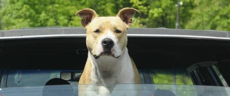 Dog anxiety can be a horrible thing for both your pet and for you. There are a few ways to address dog anxiety that can help make life easier.