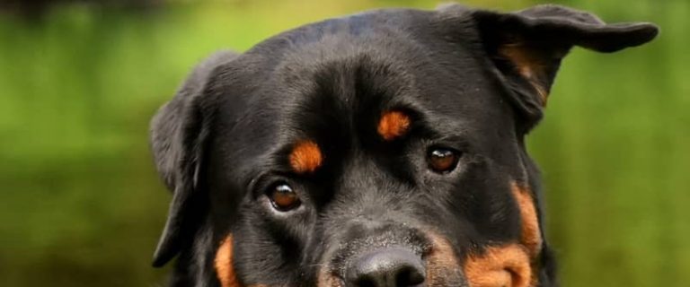 Rottweiler or Pit bull-which dog is stronger? The answer may surprise you! Read on to find out what it is and learn more about the breed that comes out on top.