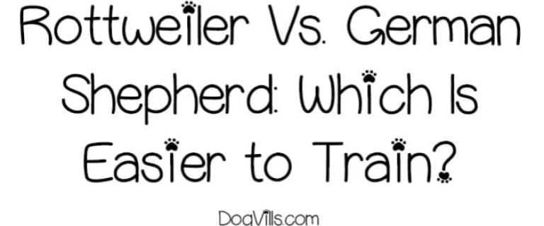 Rottweilers vs. German Shepherds: which dog breed is easier to train? Let's take a look at their personalities to find out!