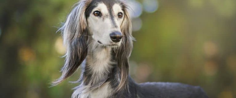 Saluki