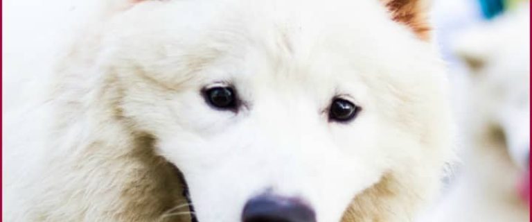 The Samoyed is a large breed, densely furred dog. These tips on Samoyed care will help you keep them clean and beautiful.