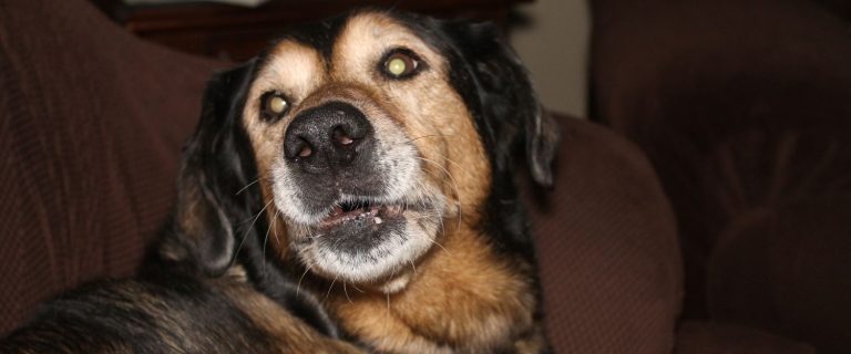Senior Dog Checklist