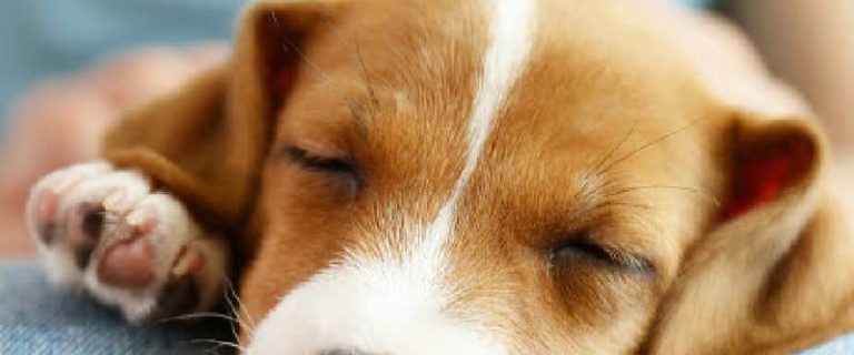 "Should I let my puppy sleep on my lap?" Wondering the same thing? Read on to find out! Plus, learn why pups love your lap in the first place!