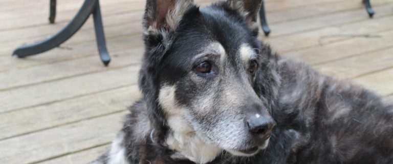 Signs your dog is dying