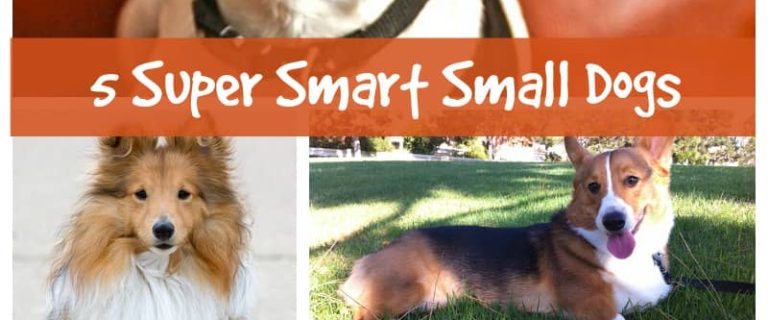 Looking for a super smart compact pooch? Check out our top five favorite small dog breeds that are highly intelligent! Each pup has unique characteristics.