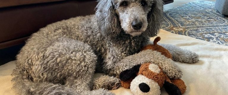 Snuggle Puppy vs. ThunderShirt vs. Calming Chews: What Actually Helps Dogs With Thunder and Fireworks Anxiety?
