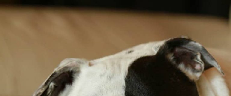 What is the Staffordshire Bull Terrier’s lifespan? What's life like with a Staffie? Read on for the history, health issues and care of the SBT. We’ll also give you some key insights into the Bull Terrier temperament and some must-know facts about keeping this breed happy and healthy.