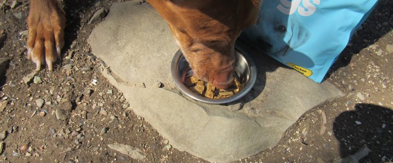 Sundays for Dogs Review- Freya gobbling it down