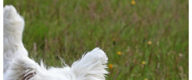 The 5 best hypoallergenic breeds for PTSD might surprise you a bit. Does your favorite make our list? Check them out here!