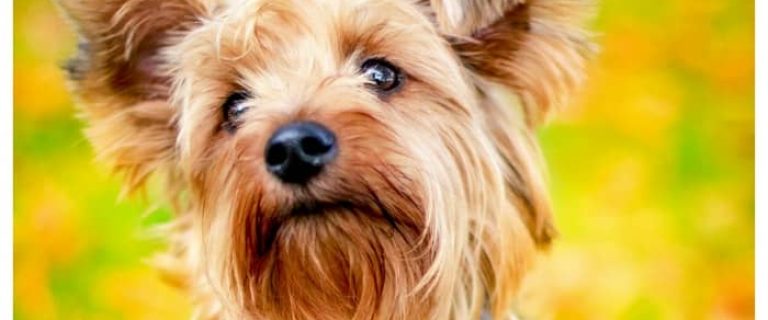 We have your top 5 hypoallergenic breeds best for apartment living right here! It may be a small space, but you can still have man's best friend!