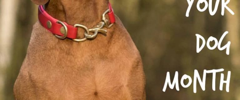 Did you know that it is Train Your Dog Month? Check out our favorite dog training tips that every puppy parent needs to know!