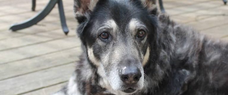 Native Pet Senior Daily Supplement Takes a Whole-Body Approach to Aging Dogs