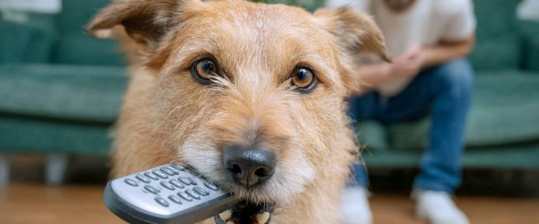 How to Teach Your Dog to Drop Something on Command (In 3 Easy Steps)