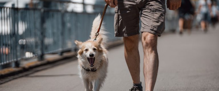 7 Steps for Teaching Your Dog Not to Bark During Walks