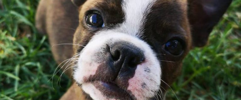 The Ultimate Puppy Exercise Guide