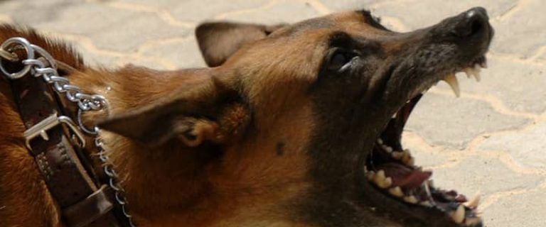 This list of the top 10 dog breeds that bite the most is based on reported cases. These top 10 dog breeds that bite the most are still generally good dogs.