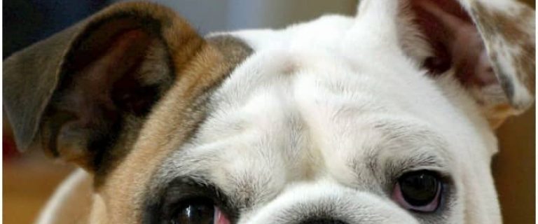 Top 5 Large Breed Dogs That Thrive in Apartments