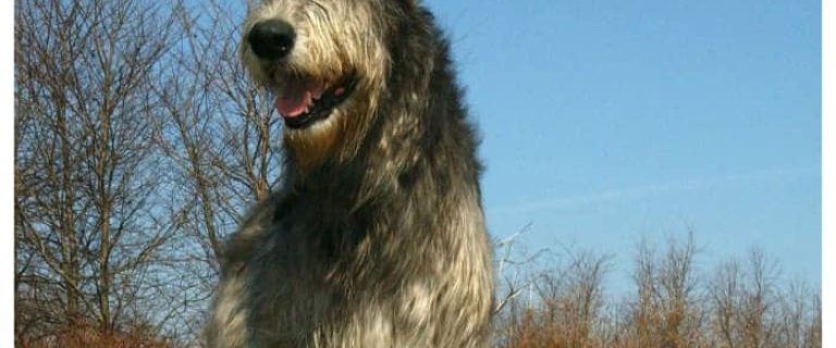 Thinking about getting a REALLY BIG pooch? Check out the top 5 largest dog breeds!