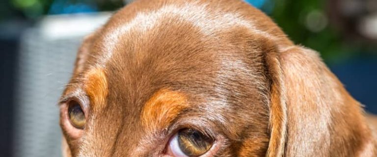 It's time to think outside the hot dog puns and find some truly unique Dachshund names! Check out 100 that we think are wonderful!