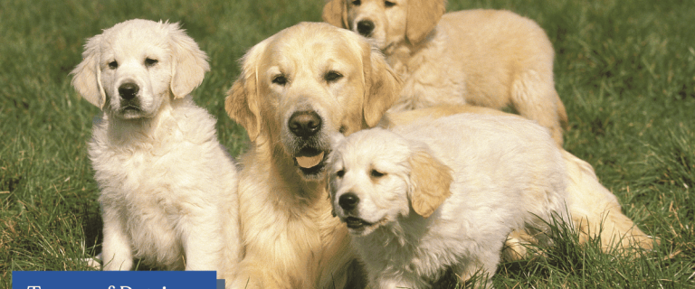 Types of Retriever Dog Breeds