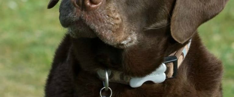 What can you do to help when you're dealing with chronic UTIs in dogs? Check out our tips for coping with this painful condition!