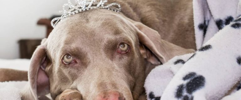 Looking for the best dog beds for Weimaraners? We've got you covered! Find out what makes up a top-tier dog bed, then check out five we love!