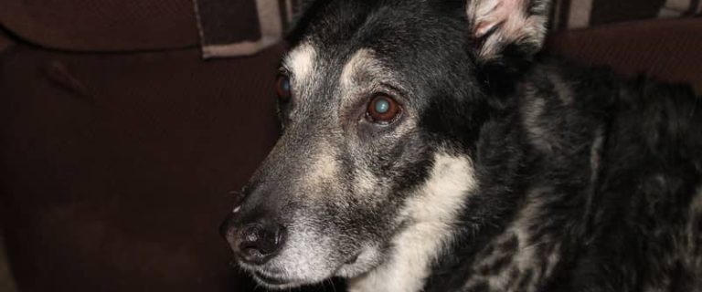 Best Dog Food for German Shepherds