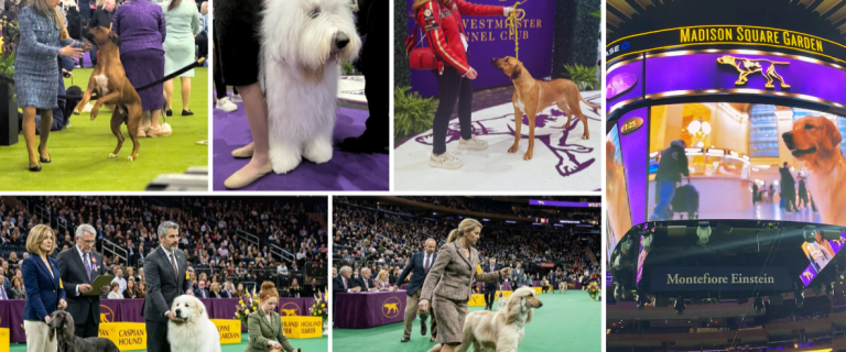 Westminster Dog Show 3