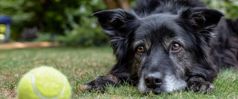 What Do Dogs Think About? Inside the Mind of Your Furry Friend
