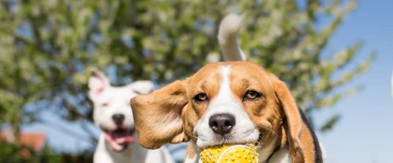 When can puppies go outside? Know the answer to that will help you safely train and socialize your new dog. Read on to learn more!