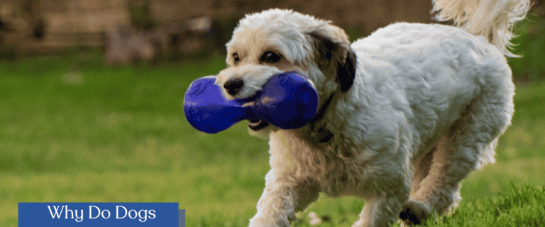 Why do dogs like squeaky toys so much? The answers may surprise you! Unravel the mystery behind this adorable canine fascination in our latest blog post!