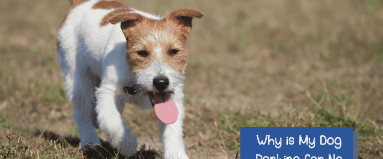 "Help! Why is my dog panting for no reason?" If you're wondering the same thing, keep reading for the most common reasons and which should worry you the most.