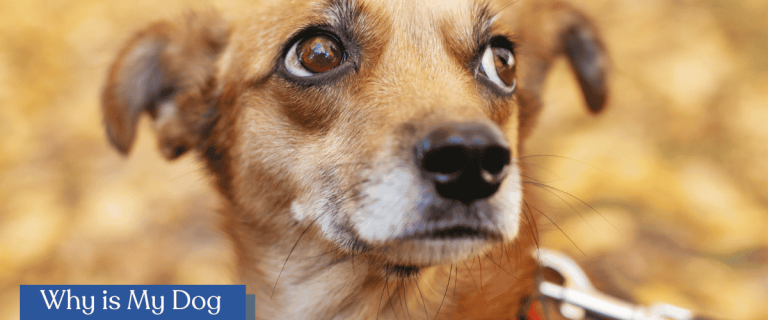 "Why is my dog scared of other dogs?" If you're dealing with a reactive dog that freaks out when he encounters other pups on a walk or at the vet, this guide is for you!