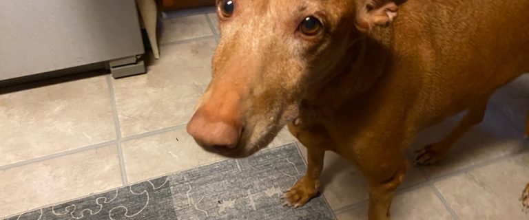 our Dog is Bored Cards review