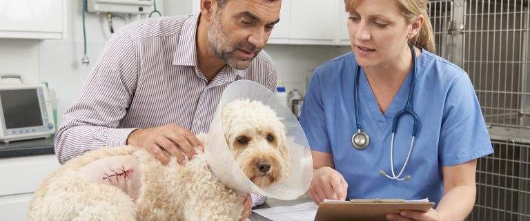 Top 12 Cheapest Pet Insurance Brands for Low-Income Dog Owners