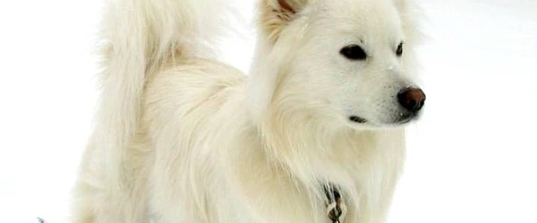 The American Eskimo dog is not hypoallergenic. The double coat and heavy shedding of the American Eskimo dog make it terrible for allergies.