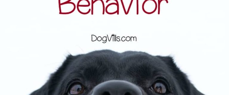 Why did your social butterfly pooch suddenly become a wallflower? Here are 9 possible reasons why your dog is demonstrating anti-social behavior & what to do about it!