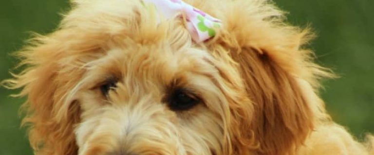 Are Goldendoodles hypoallergenic? As you may know, the Golden part of the equation is NOT, yet the poodle part IS. So what happens when you combine the two? Find out the answer, along with everything you need to know about this popular hybrid dog breed!