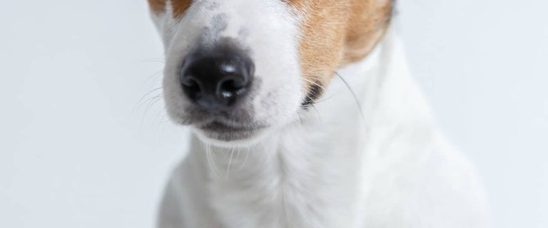 are jack russell terrier hypoallergenic dogs?