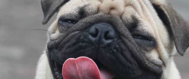 Are pugs hypoallergenic? Find out the answer to this question and learn everything you need to know about one of the world's most popular dog breeds!